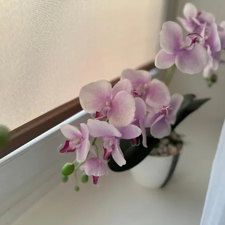 Daire In - Wlokniarzy